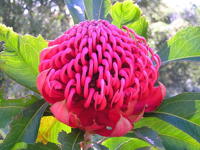 Close up photograph of a pink waratah flower.